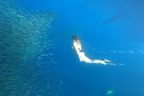 Cebu: Moalboal Island Hopping Paradise, Sardines Run