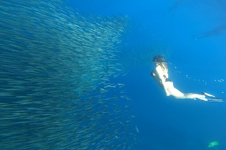 Cebu: Moalboal Island Hopping Paradise, Sardines Run