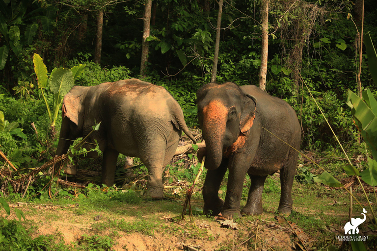 Phuket: Hidden Forest Elephant Reserve com refeição e trasladoExcursão matinal: Reserva de elefantes da floresta oculta de Phuket