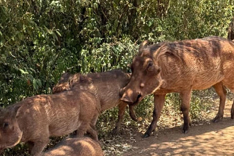 Parco nazionale di Nairobi, orfanotrofio degli elefanti e centro delle giraffeParco Nazionale di Nairobi, DSWT e Centro delle Giraffe senza ingresso