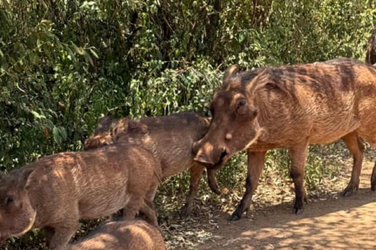 Parco nazionale di Nairobi, orfanotrofio degli elefanti e centro delle giraffeParco Nazionale di Nairobi, DSWT e Centro delle Giraffe senza ingresso