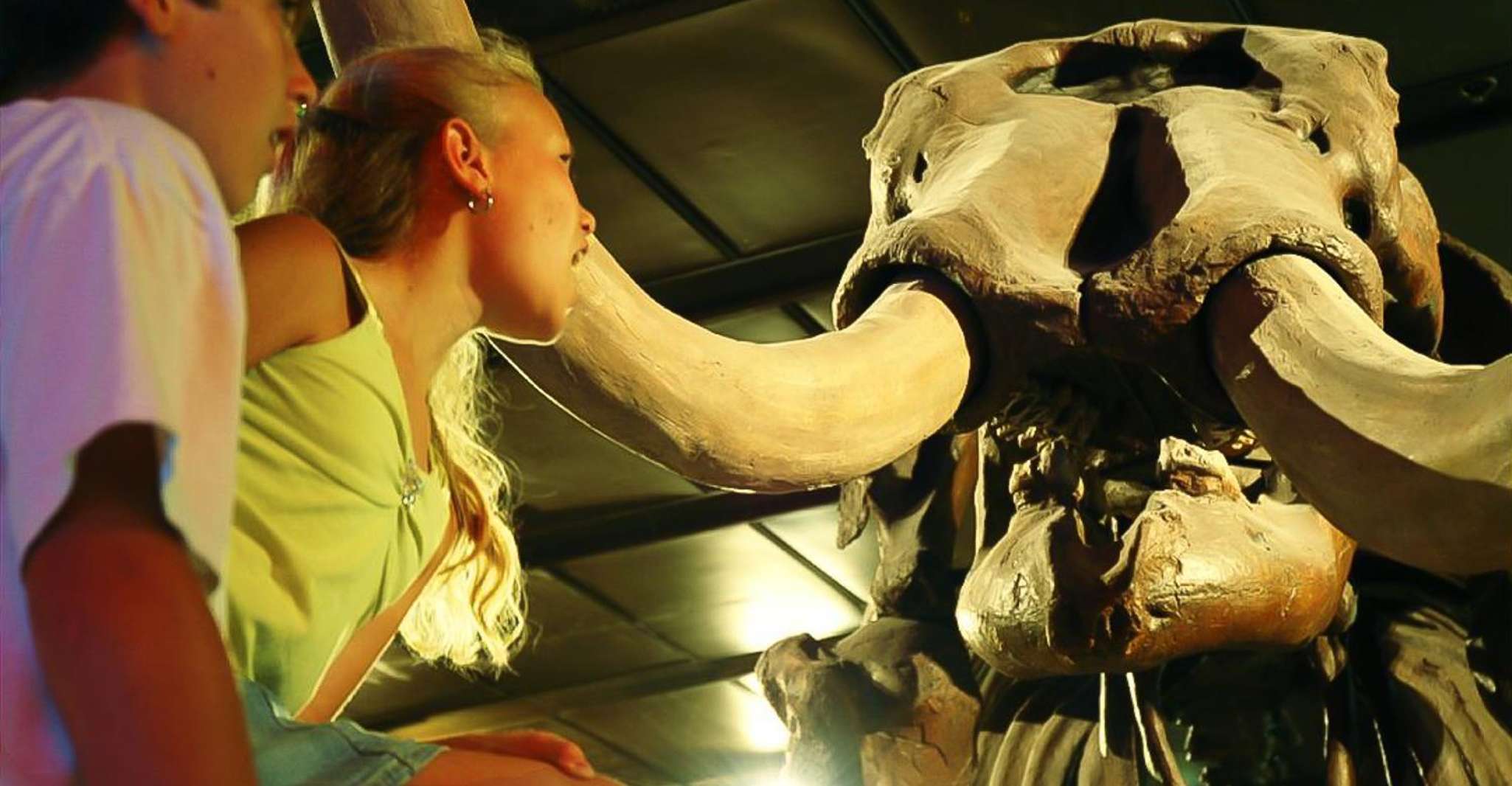 Houston, Musée des sciences naturelles Billet d'entrée général - Hizvo