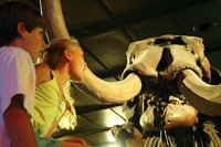 Houston, Musée des sciences naturelles Billet d'entrée général - Hizvo