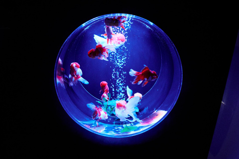 Tokyo: Art Aquarium & "Yozakura" Night Walk Experience