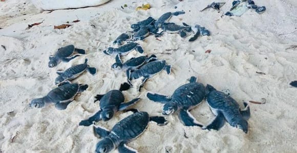Kandy to Galle: Madu Ganga & Turtle Hatchery Tour