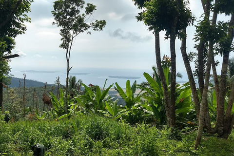 Les visites des champignons de Gili