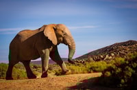 Aquila Private Game Reserve, Sunset Safari con quota di iscrizione - Housity