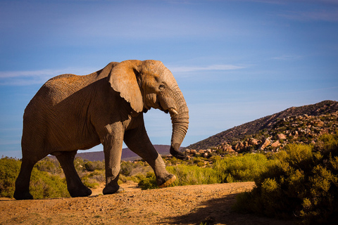 Aquila privé wildreservaat: Zonsondergangsafari met entreegeldAquila Private Game Reserve: zonsondergangsafari met toegangsprijs