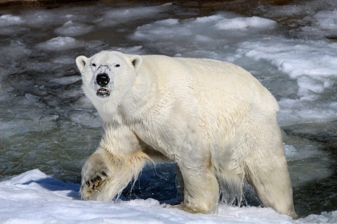 Journée au parc animalier de Ranua : Visitez les animaux de l'Arctique