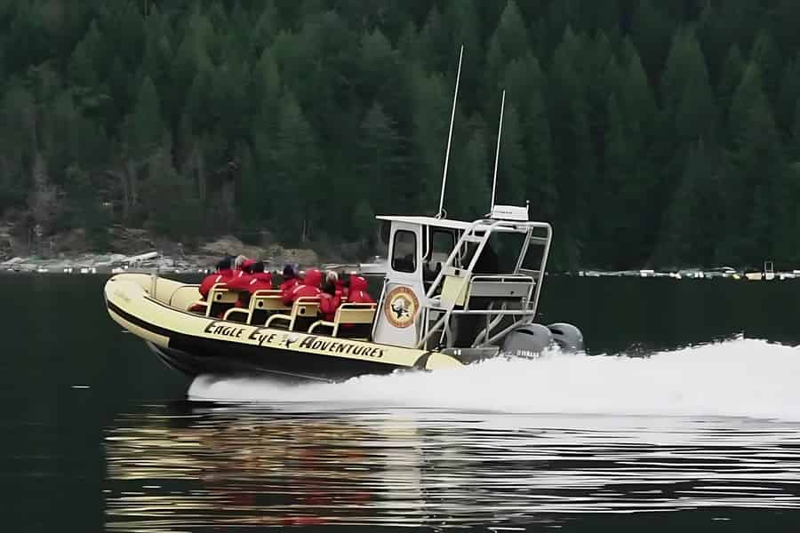 Campbell River: 4-stündige Wal- und Wildtier Zodiac Bootstour. Foto: GetYourGuide