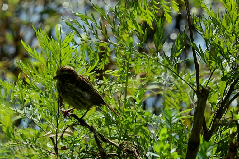 From Nairobi: Ondiri Wetland Guided Walking Tour