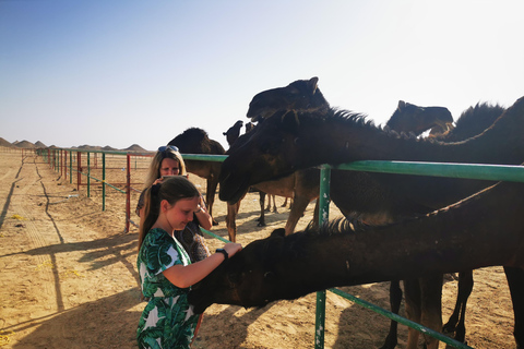 Woestijn overnachtingstour door Visit Our Salalah