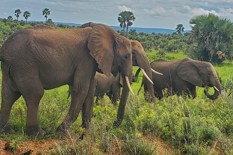 Park Narodowy Murchison Falls: 3-dniowe safari z dziką przyrodą