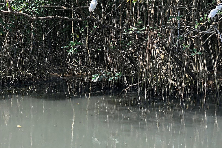 Rio de Janeiro: Ilha da Gigóia Canals and Wildlife Tour