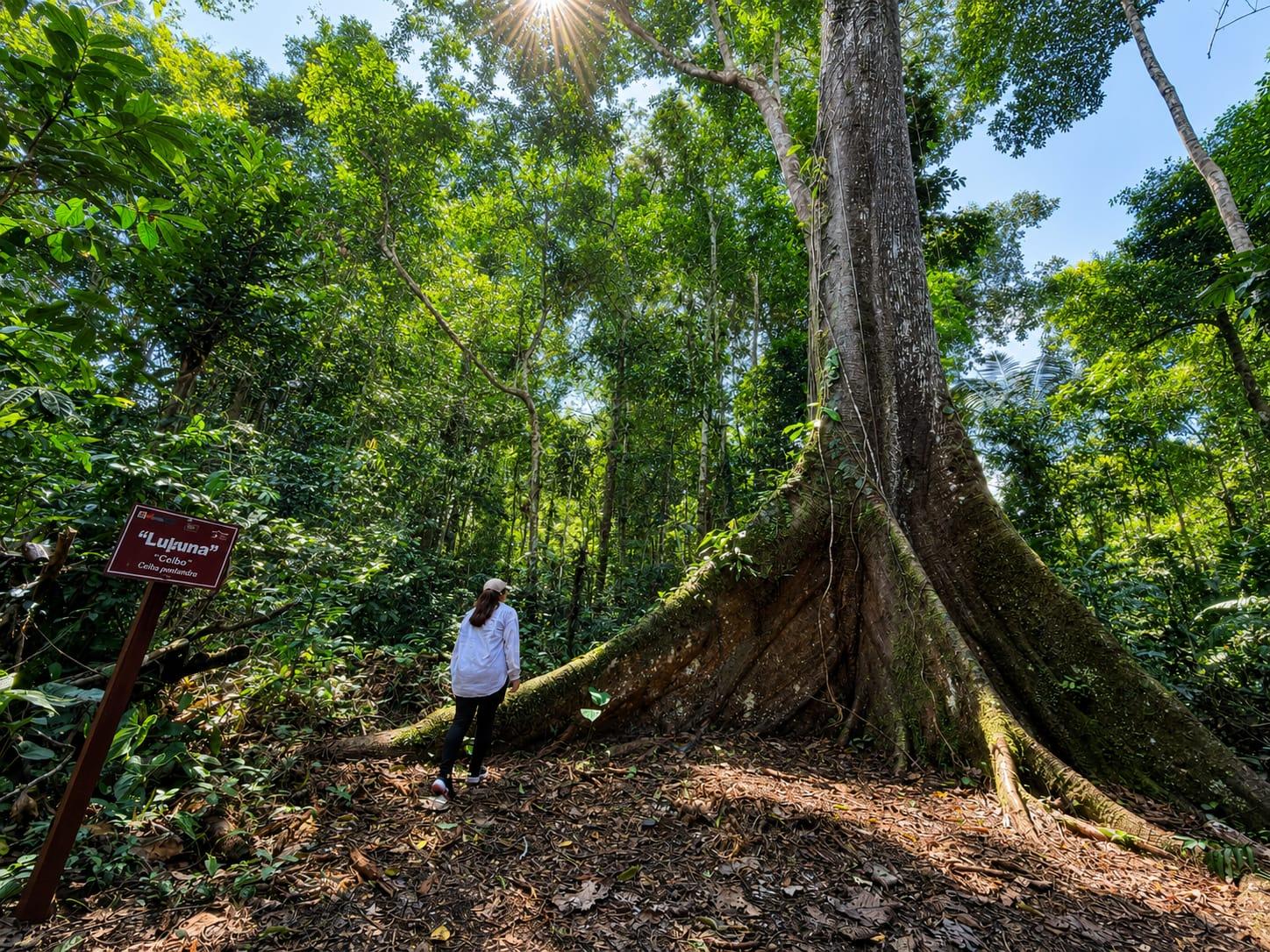 Iquitos: White Sand National Park Sunrise Jungle Hike