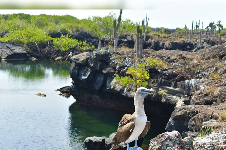 Isabela-Insel: Schnorcheln in den Cabo Rosa TunnelsIsabela-Insel: Schnorcheln in den Cabo Rosa-Tunneln