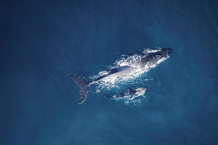 Tadoussac/Charlevoix: VIP Lounge/Upper Deck Whale Watching Charlevoix: VIP Lounge Whale Watching Cruise