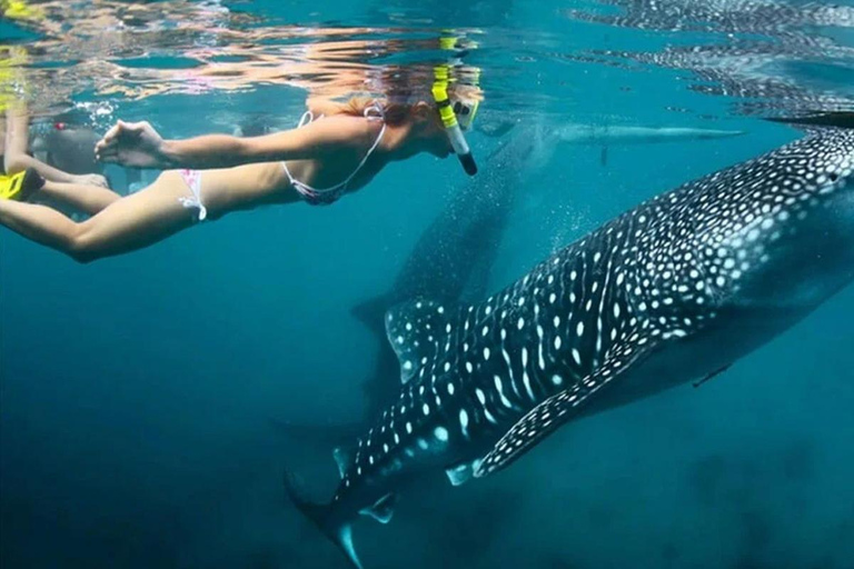 Cebú: tiburones ballena, banco de arena de Sumilon y cascadas de InambakanCebú: tiburón ballena, banco de arena de Sumilon y cataratas de Inambakan