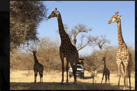 From Dakar: Bandia Reserve, Saly, and Lac Rose 2-Day Tour