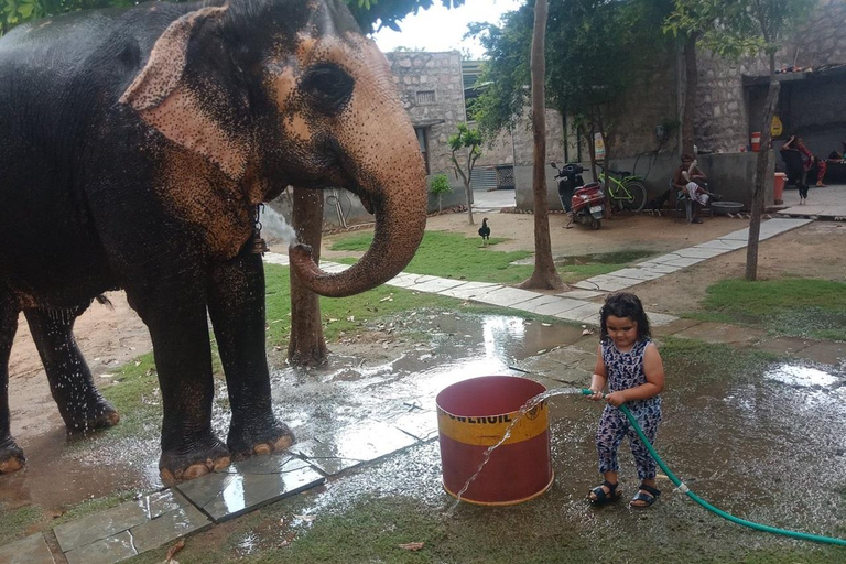 Jaipur: Amer fort, Hawa Mahal and Elefantastic Jaipur Tour