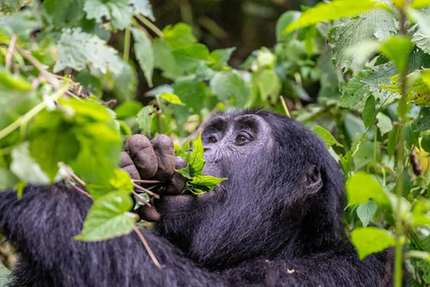 4-Day Gorillas and Golden Monkeys Safari Rwanda to Uganda