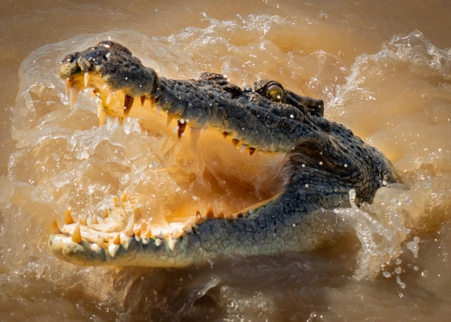 Darwin: 5-Hour Jumping Crocodile Cruise & Barramundi Fishing