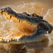 Darwin: Jumping Crocodile Cruise and Barramundi Fishing Tour