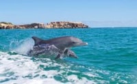 Rockingham, Shoalwater Islands Tour and Penguin Island - Housity