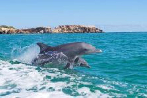 Rockingham: Shoalwater Islands, Dolphins, and Sea Lions Tour 11:15 am Departure
