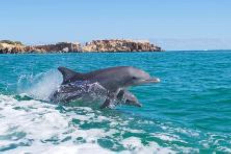 Rockingham: Shoalwater Islands, Dolphins, and Sea Lions Tour 11:15 am Departure