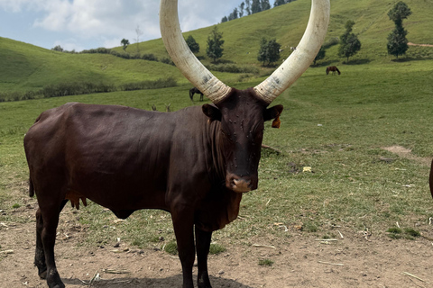 From Kigali: Bigogwe Cow Experience, Hiking & farm with Meal