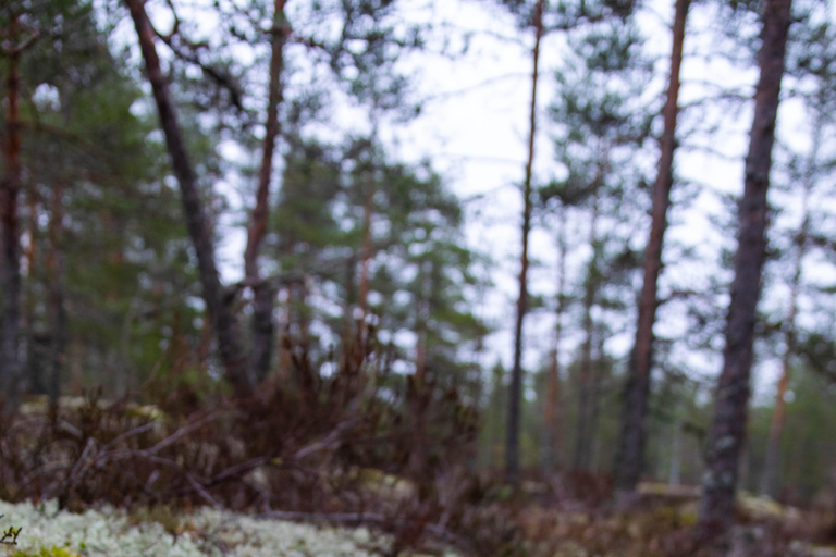 Nuuksio National park hiking experience from Helsinki