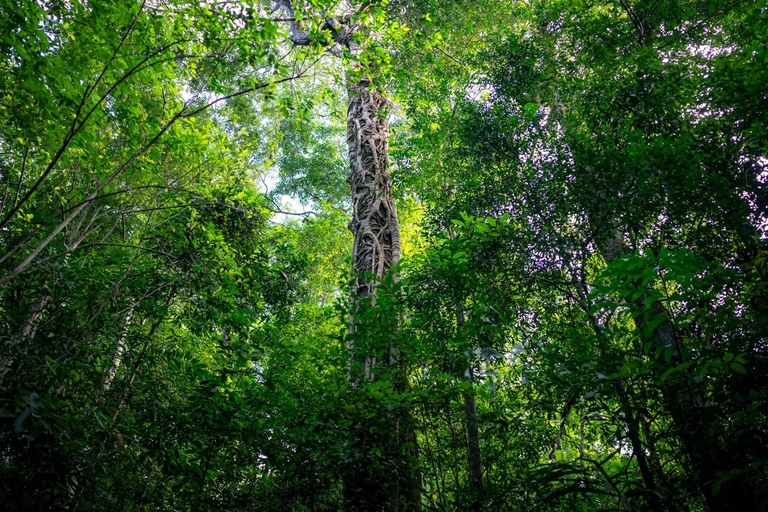 Langkawi: Conquer the Challenging Gunung Raya Jungle Trek