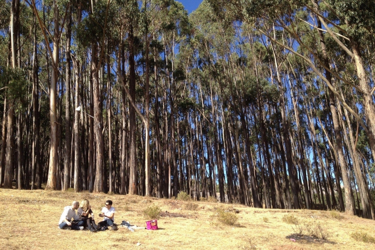 Cusco: Qenqo eucalyptusbos + Andes-picknick + schilderen