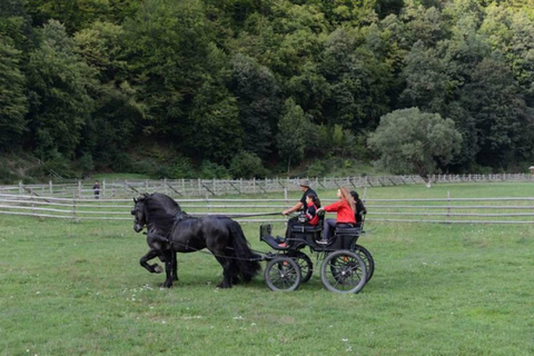 Brașov: Horse-Drawn Sleigh or Carriage Ride with Pickup