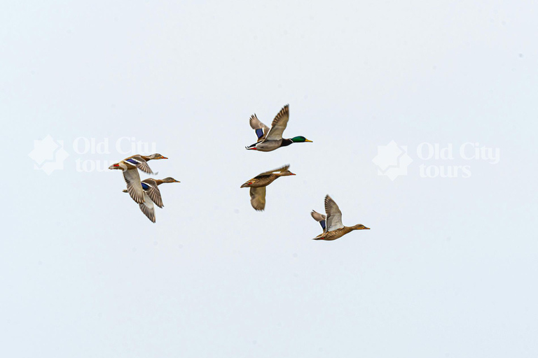Shirvan Eco-Tour: Gazelles, Birdwatching & Village Lunch Private tour