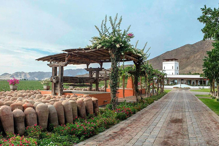 From Ica: Wine and Pisco Vineyards Tour | Free Tasting |
