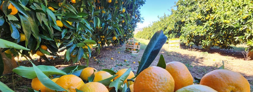 Mandarina Farming Tour with Picnic in Albania