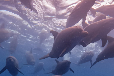 Tour dei delfini e nuoto con le tartarughe marine e grotta di Kuza