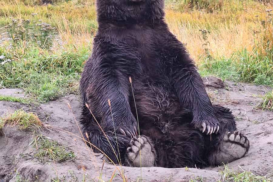 Ganztagestour in Turnagain. Foto: GetYourGuide
