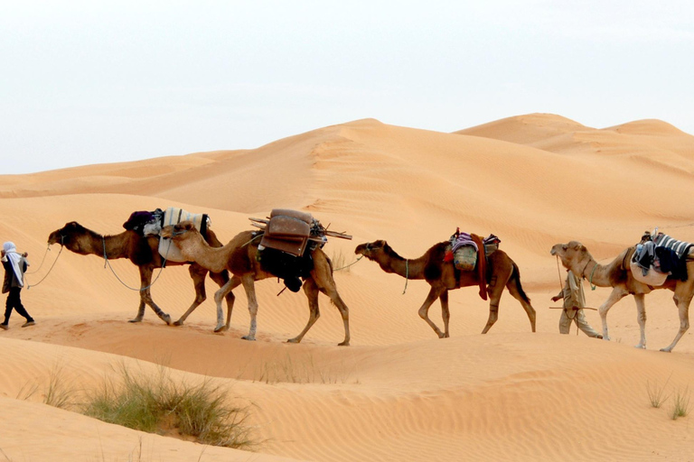 De Djerba e Zarzis : Noite selvagem no deserto