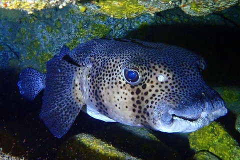 Half-Day Scuba Diving in Tenerife from Abades Beach Discover Scuba Diving