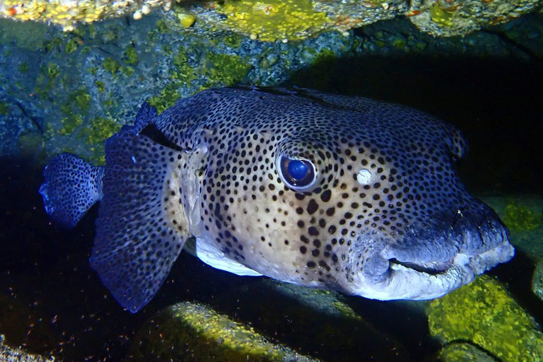 Half-Day Scuba Diving in Tenerife from Abades Beach Discover Scuba Diving