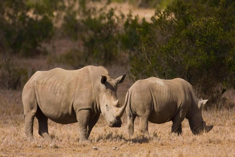 Kenya: 6-Day Rhino Conservation Safari