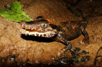 Tambopata, recherchez des Caimans en Amazon |Visite nocturne | - Housity