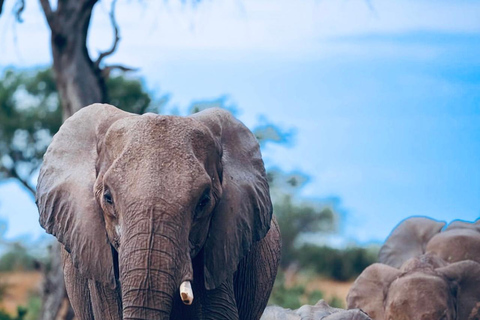 Kenya e Tanzania: Safari della Grande Migrazione di 10 giorni