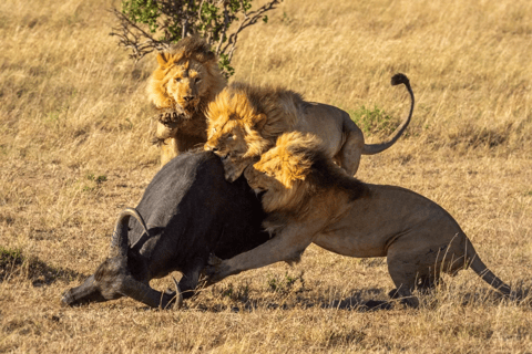 Nairobi: Maasai Mara 3-Day Safari with Game Drives