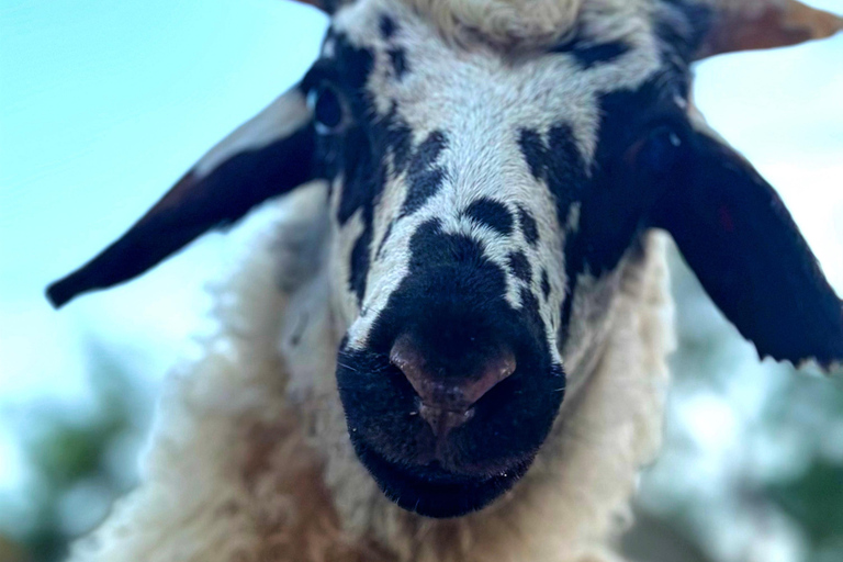 Doe mee aan een groepskookles bij een Mykonische familie thuis