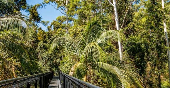 Gold Coast: Hop On Hop Off with Skywalk Rainforest Walk