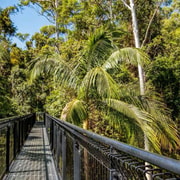 Gold Coast: Hop On Hop Off with Skywalk Rainforest Walk Gold Coast: Hop On Hop Off with Skywalk Rainforest Walk